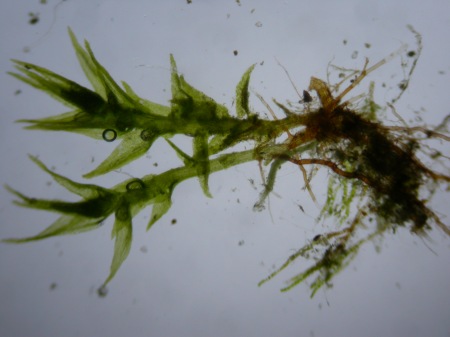 Picture of Dicranella staphylina