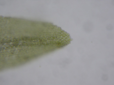 Picture of leaf apex of Dichodontium pellucidum
