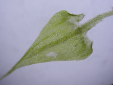 Picture of Cratoneuron filicinum leaf