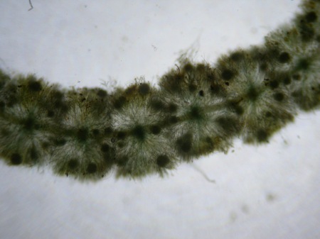 Picture of Batrachospermum gelatinosum