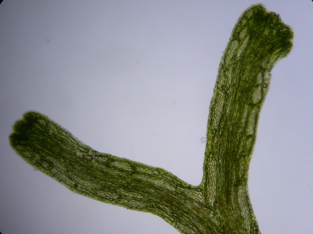 Picture of Riccia fluitans