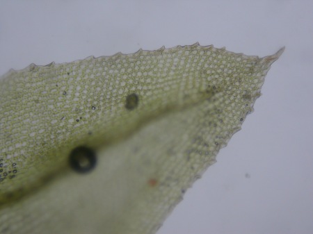 Picture of Mnium stellare leaf